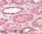 Anti-STIM2 (SHEEP) Antibody