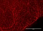 Anti-RFP (CHICKEN) Biotin Conjugated Antibody