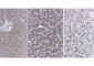Anti-CATALASE (Bovine Liver) (RABBIT) Antibody (BULK ORDER)