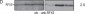 Anti-RFX5 (RABBIT) Antibody