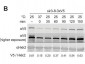 Anti-HEXOKINASE (Yeast) (RABBIT) Antibody