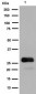 GFP Antibody