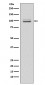 MKLP1 Antibody