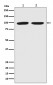 Dnmt3b Antibody