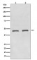 HDAC11 Antibody
