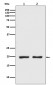 CPI17 alpha Antibody