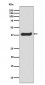 Phospho-LAT (Y220) Antibody