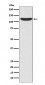 PKN2 Antibody