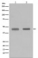 SETD7 Antibody