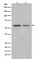 PTBP2 Antibody