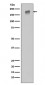 EGFR (ErbB 1) Antibody