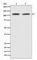 PMS2 Antibody