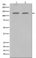 GM130 Antibody