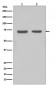 FUBP1 Antibody