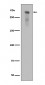 Phospho-DNA PKcs (S2056) Antibody