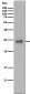 Calponin  Antibody