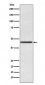 Pax2 Antibody