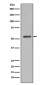 Smad5 Antibody