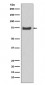 HSPA12A Antibody