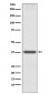 Otx1 Antibody