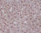 Notch1 Antibody 