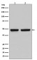 HAPLN1 Antibody 