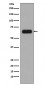 TCF3 Antibody