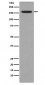 KMT4 / Dot1L Antibody 