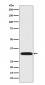 DARPP32 Antibody