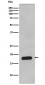 Cyclophilin B Antibody 