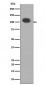 PSD95  Antibody 