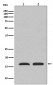 PBR  Antibody 