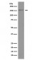 Brd4 Antibody