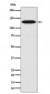Myosin light chain kinase Antibody