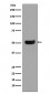 Human IgG4 Antibody 