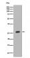 HOXB9 Antibody