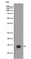 Histone H2A (acetyl K9) Antibody