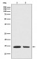Histone H2A (hydroxyl Y39) Antibody