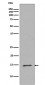 Histone H2B (mono methyl R79) Antibody