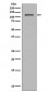 NUP98 Antibody