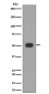 MLKL Antibody