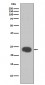 HP1 alpha Antibody 