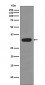 RPS3 Antibody