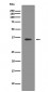 SIRT2 Antibody 