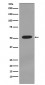 Cytokeratin 7 Antibody  