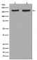 EEA1 Antibody 
