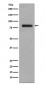 GOLPH2 Antibody