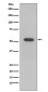 Cytokeratin 10 Antibody