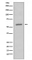 SGK1 Antibody