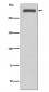 DNA-PKcs Antibody